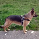 Tre Ponti Primo Adjustable Step In Dog Harness, Red - Image 7