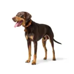 Hunter Leather Dog Collar with Apple Airtag Holder, Cognac - Image 6