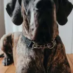 dog toy personalised|dog name collars - Image 3