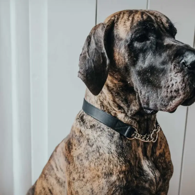 pet car bed - Professional Guide and Review