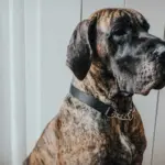 dog buggies and strollers|fortunate paws hemp oil