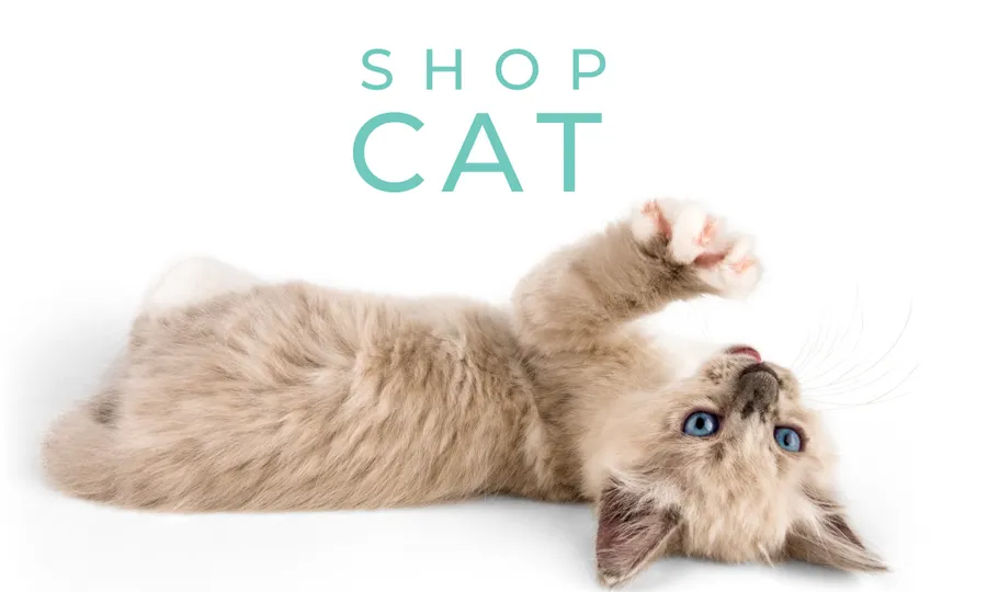 Side-by-side wheels of three dog wagon models on Gold Coast pavement, keyword includes dog wagon