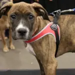 cat collars and tags - Professional Guide and Review