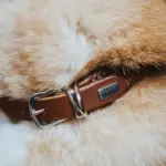 Hunter Rolled Soft Leather Dog Collar, Brown - Image 8