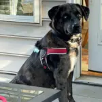 Tre Ponti Brio Adjustable Step In Dog Harness, Red - Image 9