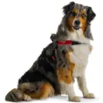 Tre Ponti Brio Adjustable Step In Dog Harness, Red - Image 10