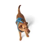 Hunter London Comfort Dog Harness - Image 7