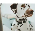 Hunter Aalborg Special Leather Dog Collar, Black - Image 10