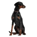 Hunter Canadian Elk Leather Dog Collar, Black - Image 7