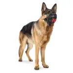 Hunter Dog Muzzle Albury - Image 3