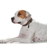 Hunter Sansibar Special Edition Leather Dog Collar - Image 10