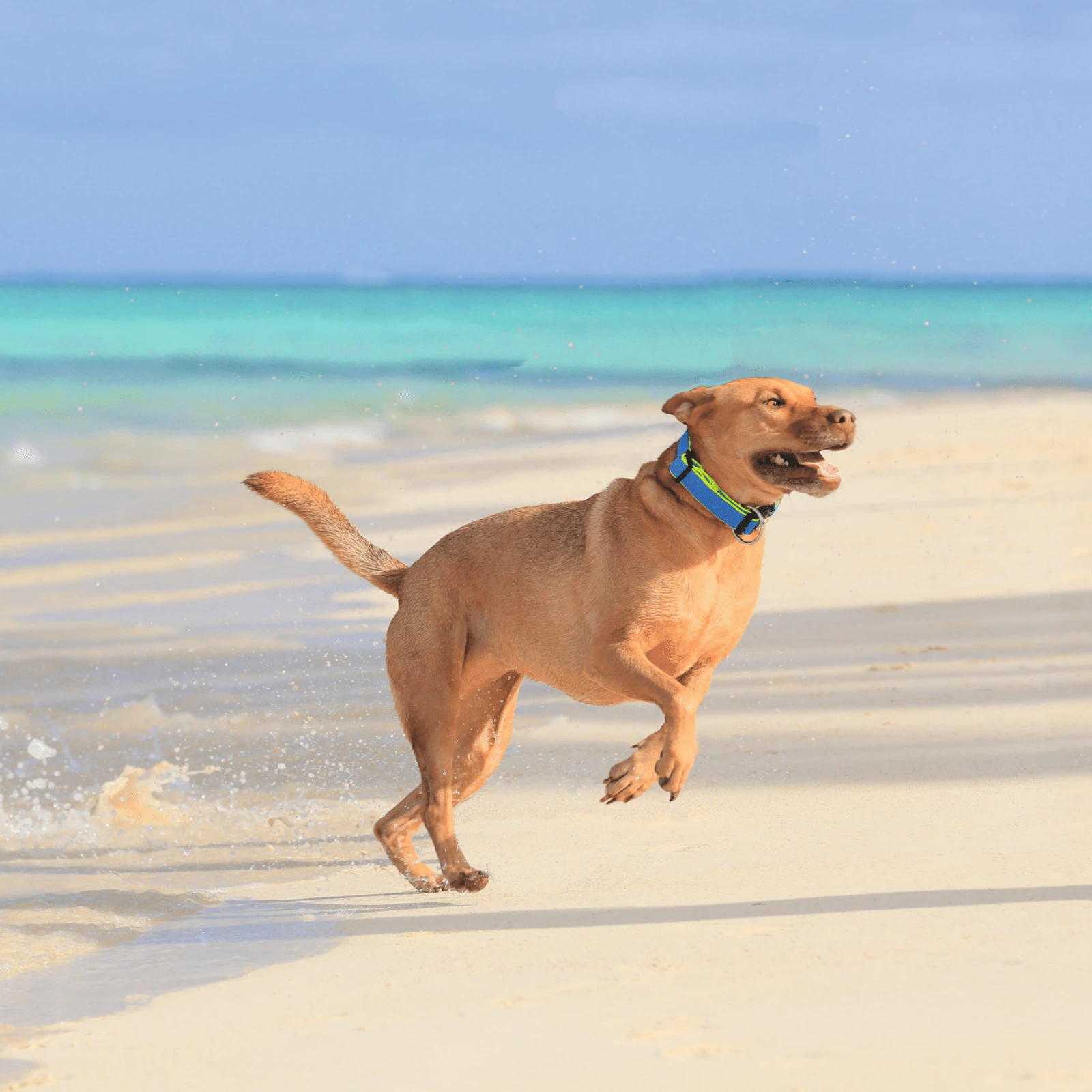owner adjusting harness dog carrier on poodle