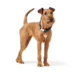 Hunter Cannes Alu-Strong Leather Dog Collar Clasp Buckle, Black - Image 3