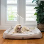 orthopaedic beds|hemp seed oil for pets - Image 5