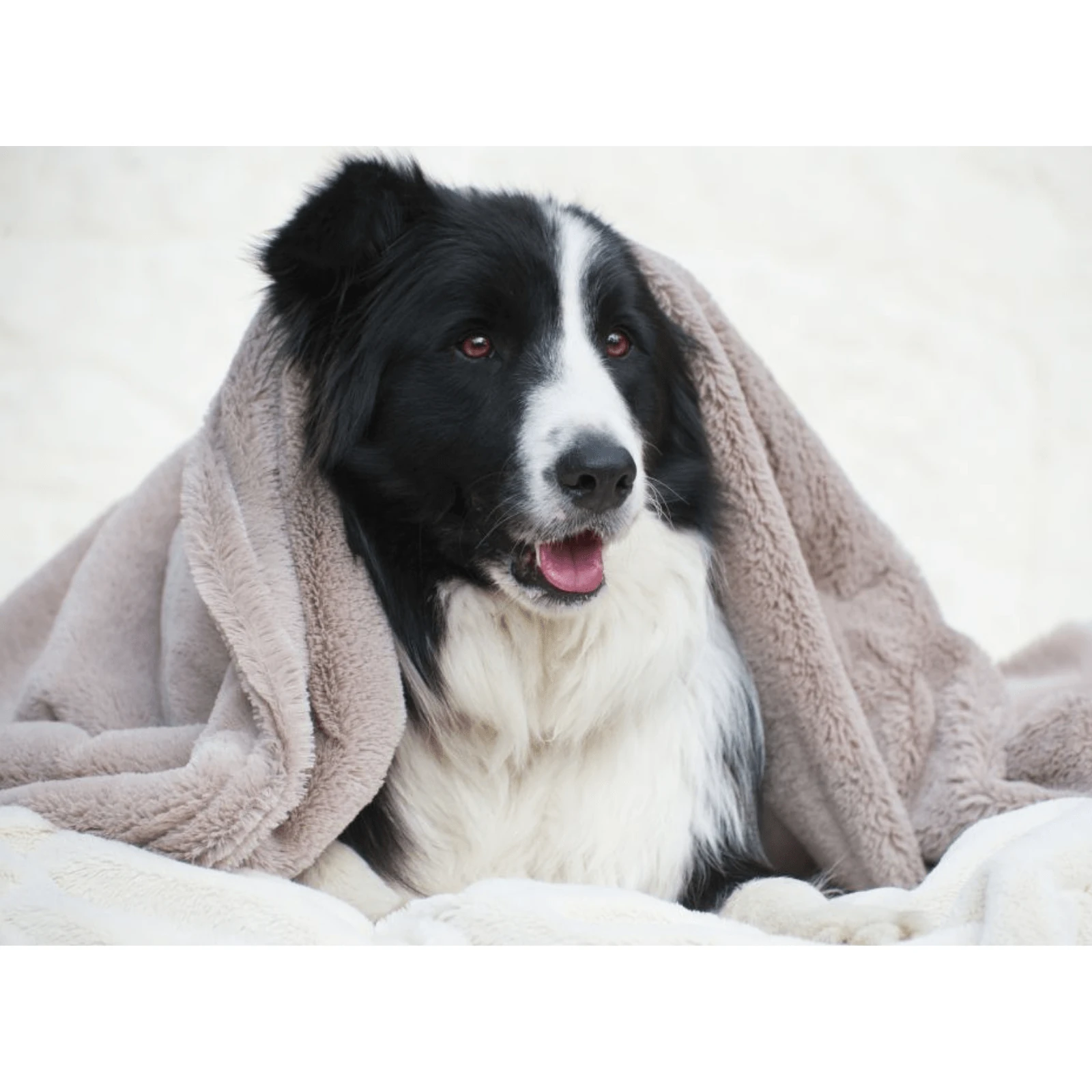 t-s-products-dog-bed-t-s-puppy-mink-dog-blanket-11991684710503_2000x.webp T&S Puppy Mink Dog Blanket, Warm Grey - Image 1