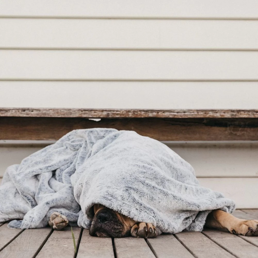 dog collar custom being rinsed under tap showing salt removal after beach walk
