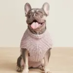 Dog Clothing