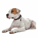 custom cat collars australia|dog bed cane